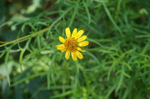 Sidneya tenuifolia