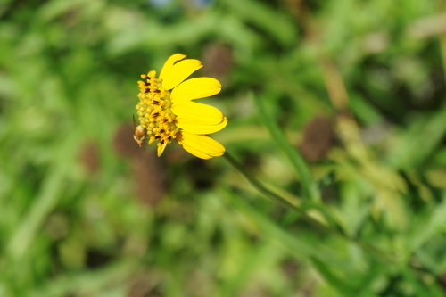 Sidneya tenuifolia
