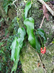 Anthurium flexile