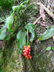 Anthurium flexile