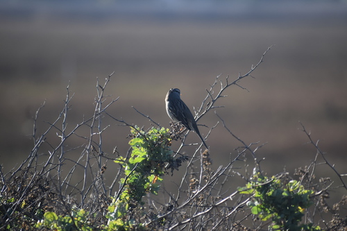 iNaturalist observation photo of White-crowned Sparrow