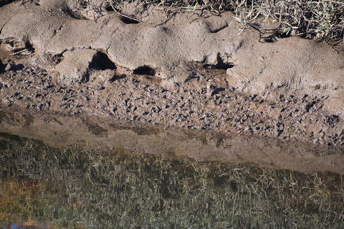 iNaturalist observation photo of California Horn Snail