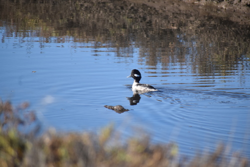 iNaturalist observation photo of Bufflehead