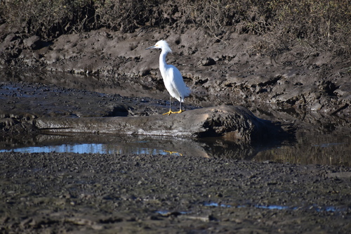 iNaturalist observation photo of Snowy Egret