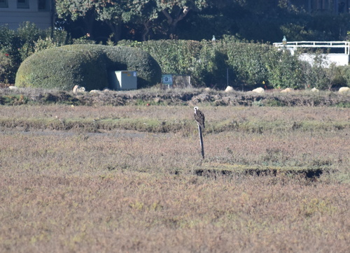 iNaturalist observation photo of Osprey