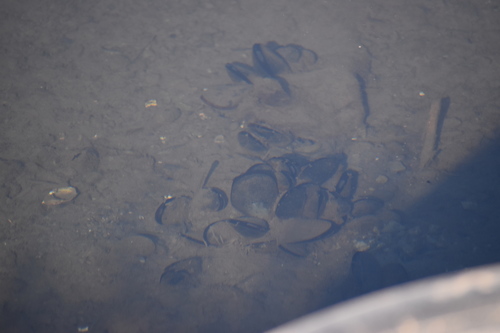 iNaturalist observation photo of Mediterranean Mussel