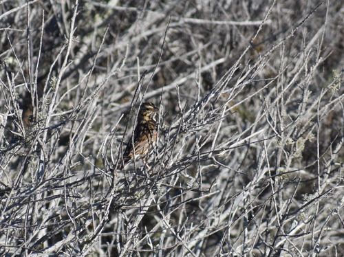 iNaturalist observation photo of Belding's Sparrow