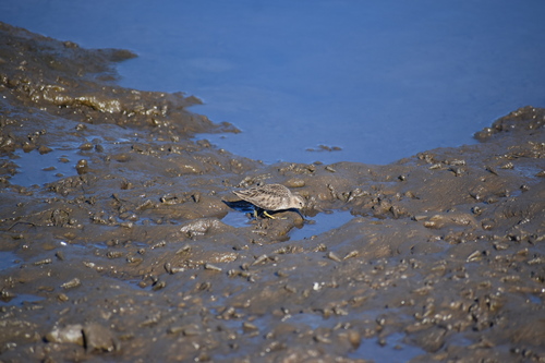 iNaturalist observation photo of Least Sandpiper