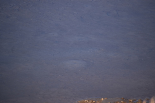iNaturalist observation photo of Bay Ghost Shrimp