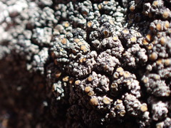 Caloplaca sideritis