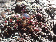 Caloplaca sideritis