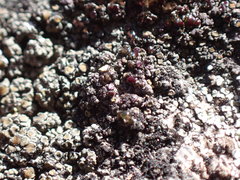Caloplaca sideritis