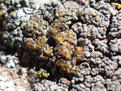 Caloplaca sideritis