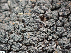 Caloplaca sideritis