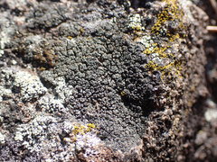 Caloplaca sideritis