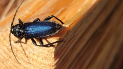 Semanotus amethystinus