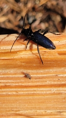 Semanotus amethystinus