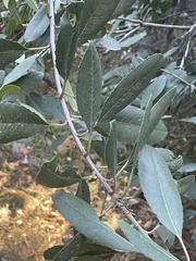 Comarostaphylis diversifolia