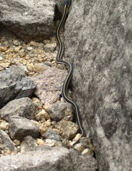 Thamnophis elegans elegans