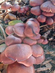 Gymnopilus thiersii