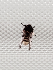 Megalopyge lanata