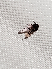 Megalopyge lanata