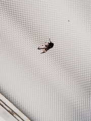 Megalopyge lanata