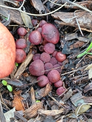 Gymnopilus thiersii