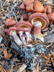 Gymnopilus thiersii