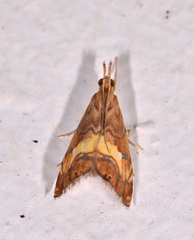 Glaucocharis chrysochyta