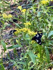 Gnophaela discreta