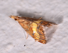 Glaucocharis chrysochyta