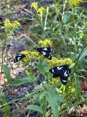 Gnophaela discreta
