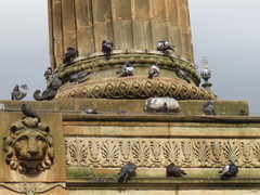 Columba livia domestica