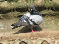 Columba livia domestica