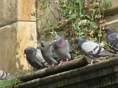 Columba livia domestica