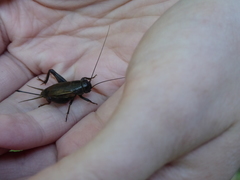 Gryllus rubens