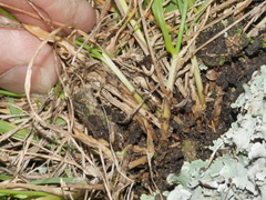Trisetum arduanum