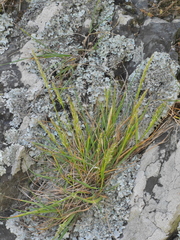 Trisetum arduanum