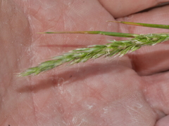 Trisetum arduanum