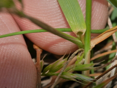 Trisetum arduanum