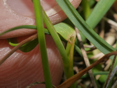 Trisetum arduanum