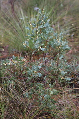 Hakea undulata