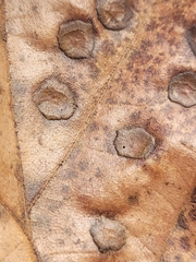 Polystepha pustuloides