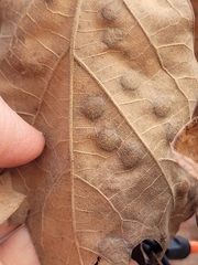 Polystepha pustuloides