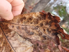 Polystepha pustuloides