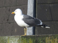 Larus fuscus