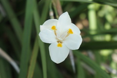 Dietes iridioides