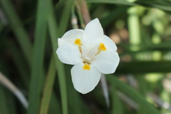 Dietes iridioides
