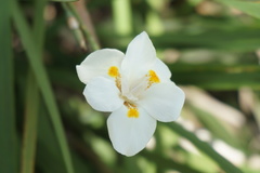 Dietes iridioides